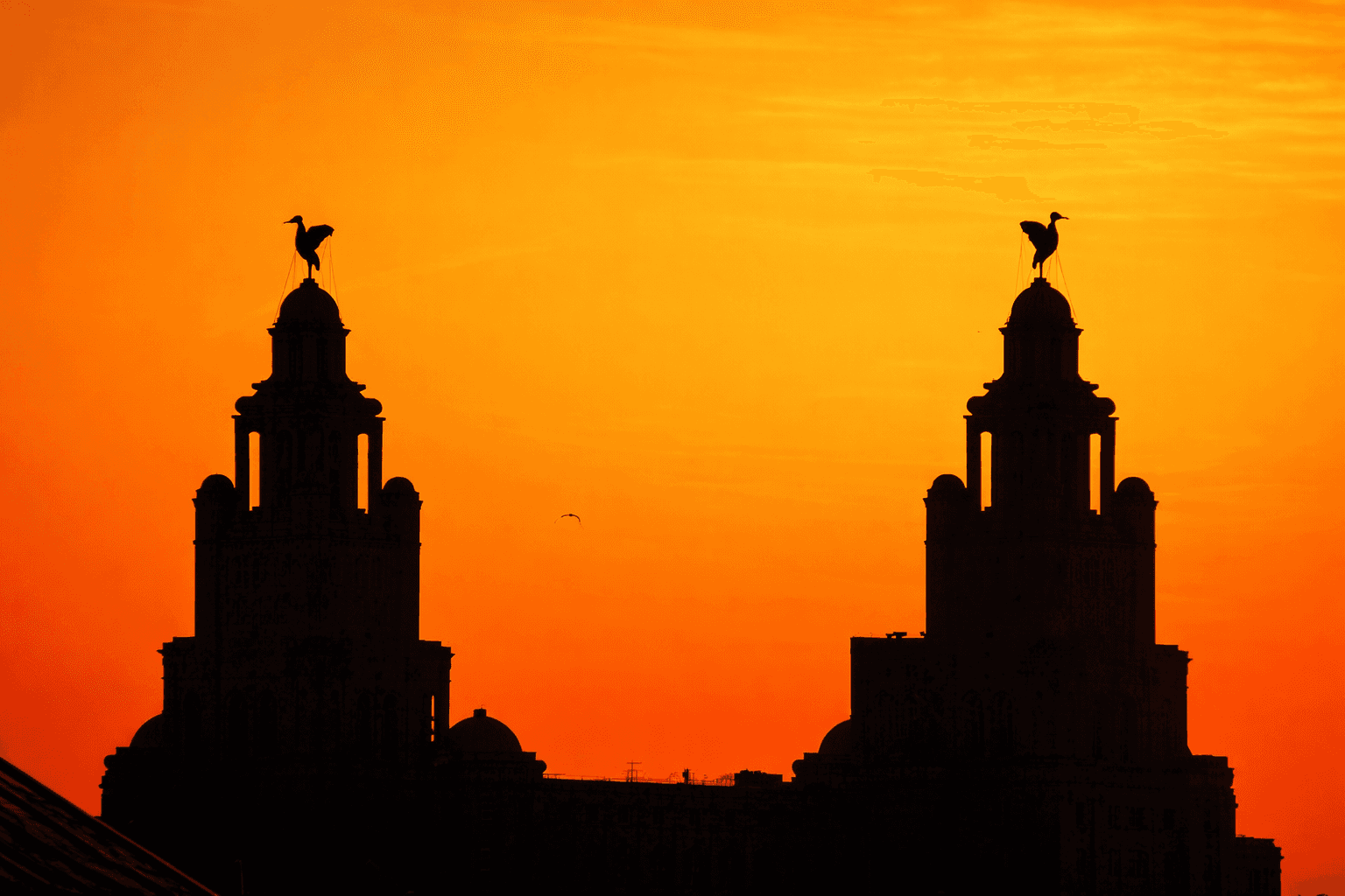 Liverbird at sunset